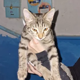 котенок в добрые руки!!