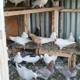 kepderi