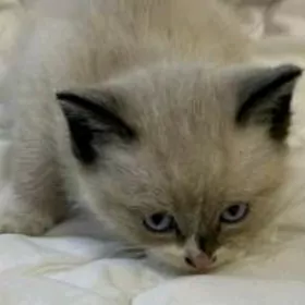 сиамский котенок