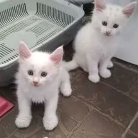 белые котята