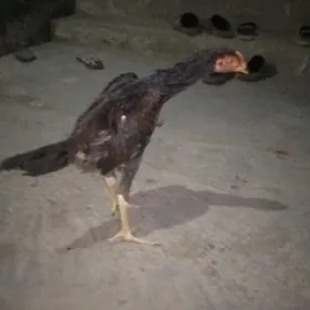 хораз джудже