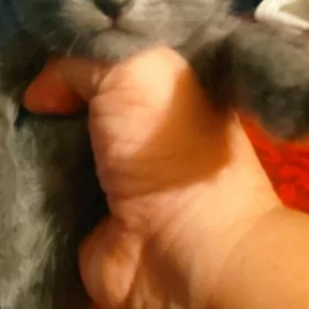 Домашние котята .