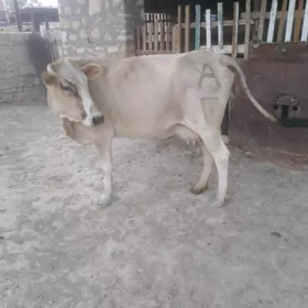 Sygyr