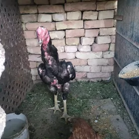 Taşkent horaz Taşkent horaz