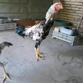 Tasgent horaz