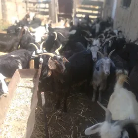 geci