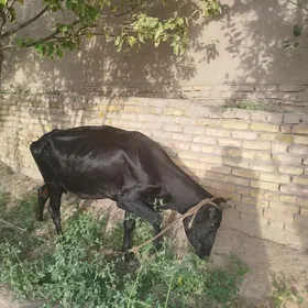 Bogaz sygyr