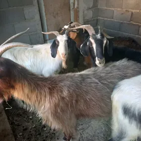 Geci