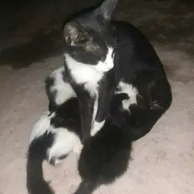 Öý pişigi
