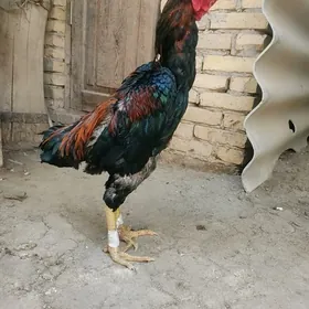 horaz i towuk