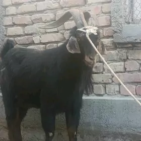 Erkeş