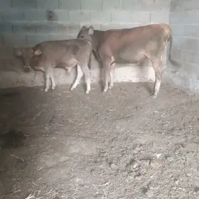 ökuzçe tüwe
