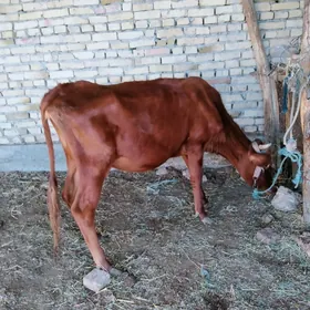 unajyn