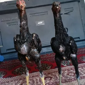 Taşkent jüje