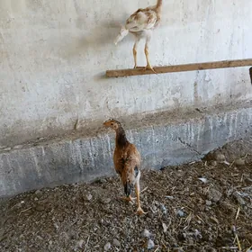 байсок жужелер