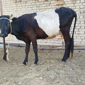 sygyr