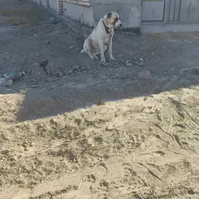 akgus