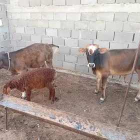 2sany Öküzçe
