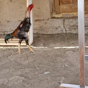 baysow
