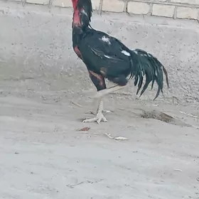 Baysow horaz