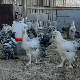 balgar horaz jüýje