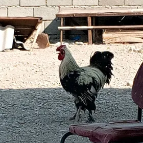 horaz