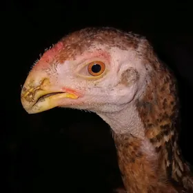 Taşkent horaz
