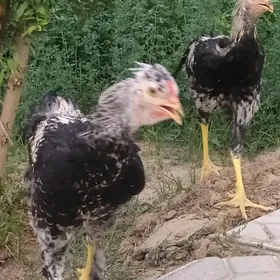 horaz