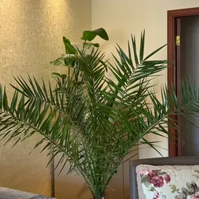пальма финиковая palma