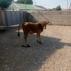 öküz