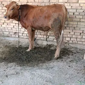 Öküz