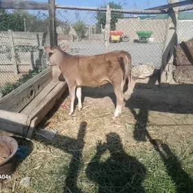 tüwe