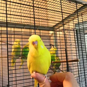 popugay gus