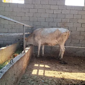 Gõleli Sygyr Şwet