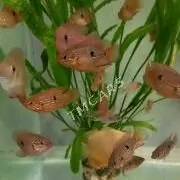аквариумные хищные рыбы