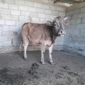 TÜWE