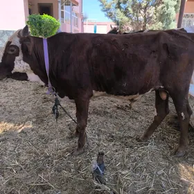öküz