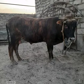 Öküz