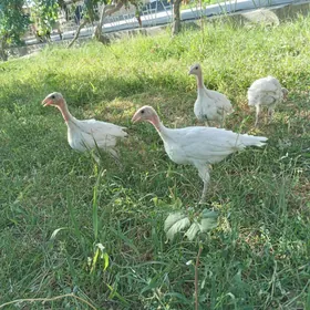 induk juyje