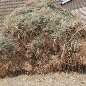 OT ÝORUNJA ARASSA MARY Ş, Bidý