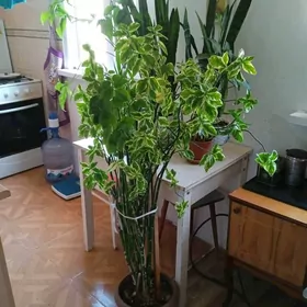 цветы разные