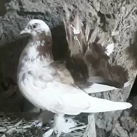 Kepderi Pawlin