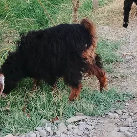çebiš