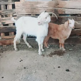 Owlakly Geçi