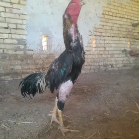 pyrce