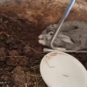 товшан