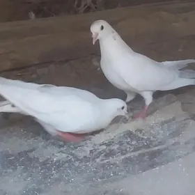 kepderi