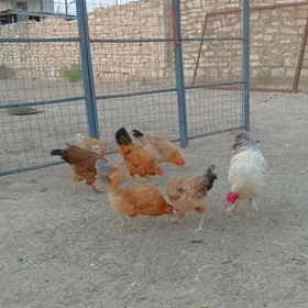 Tawuk