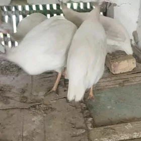 Käkilik