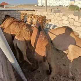 ogșuk